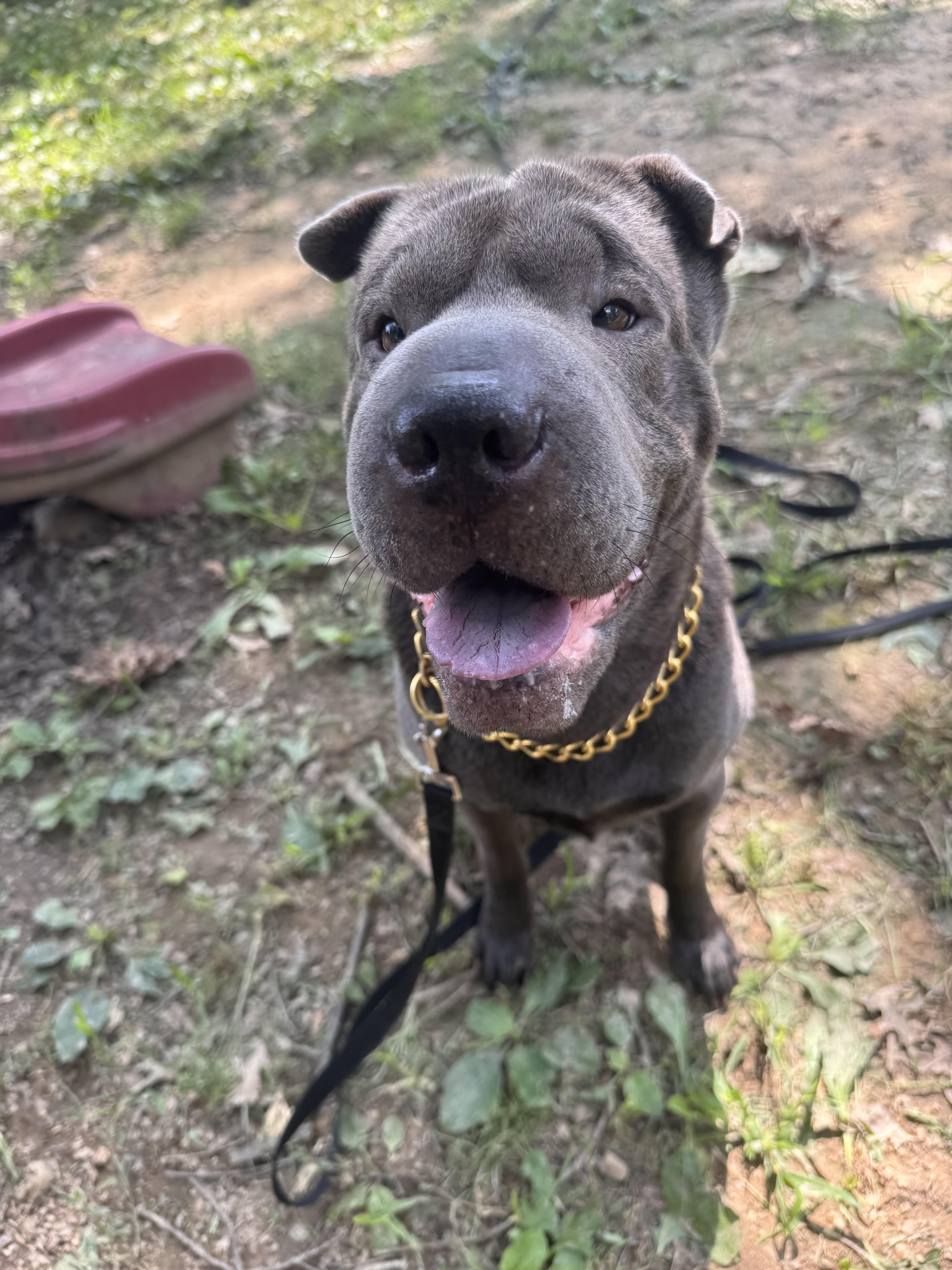 Calm dog after a training session