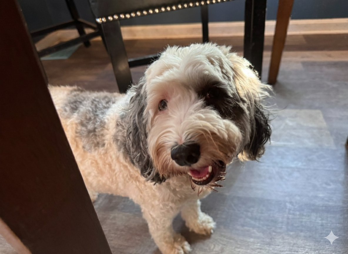 Happy small dog smiling indoors